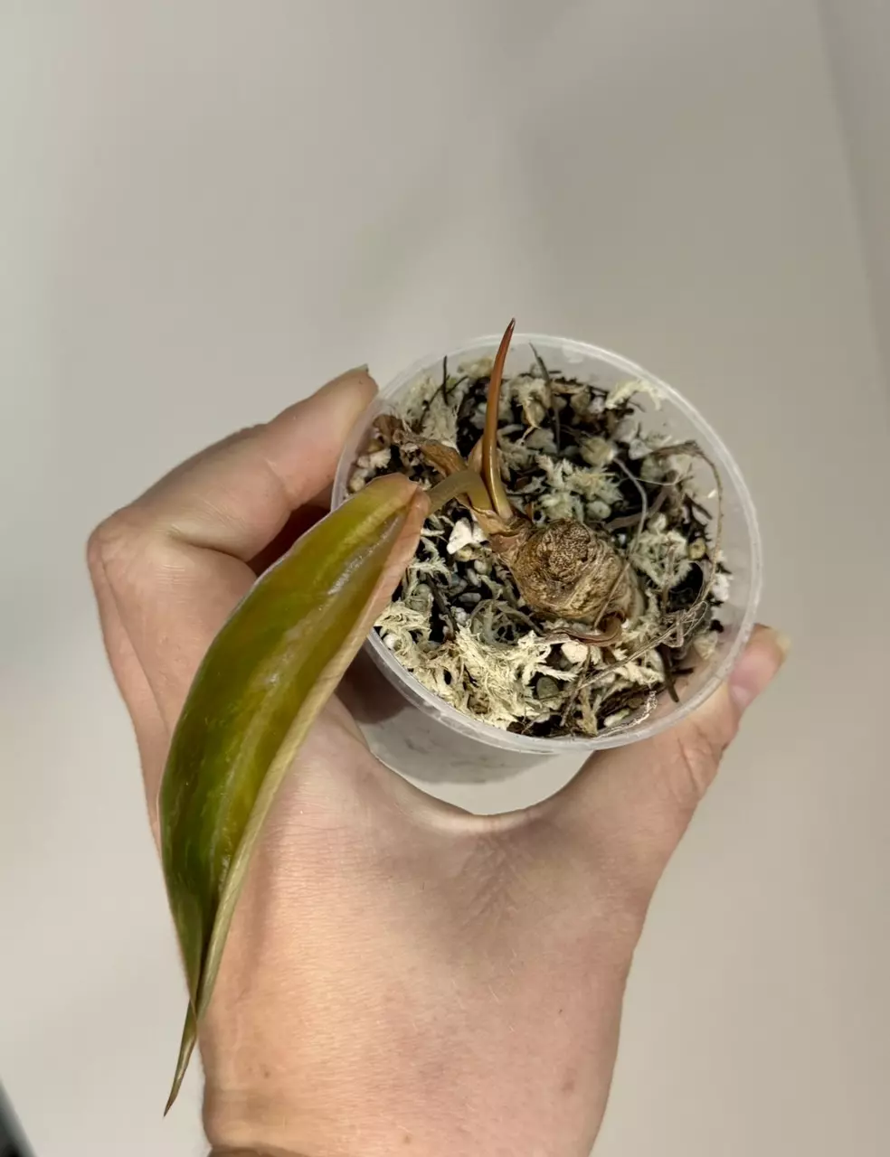 Philodendron Black Cardinal Chocolate Chip thumbnail