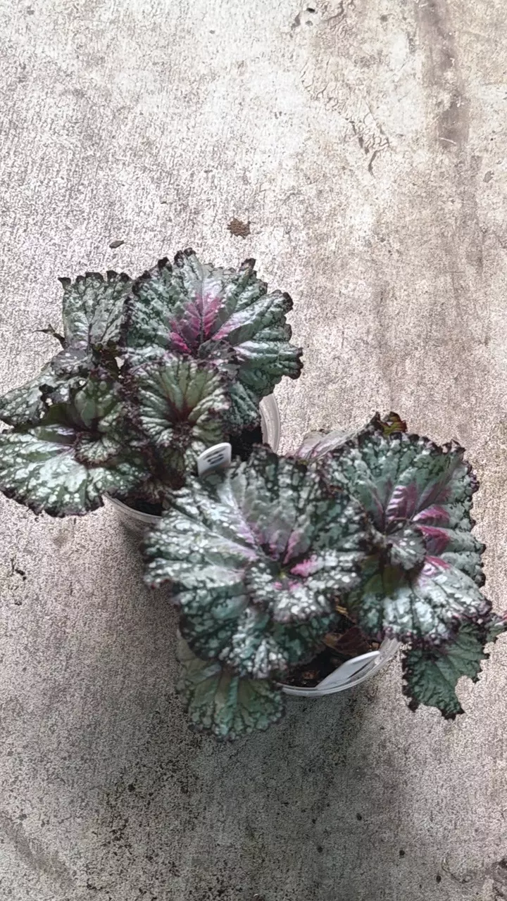Begonia Asian Tundra thumbnail