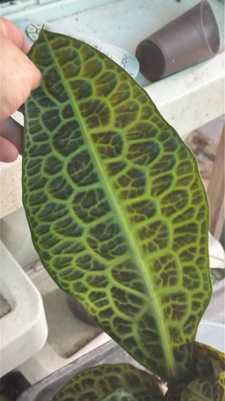 Labesia Turtle Back thumbnail