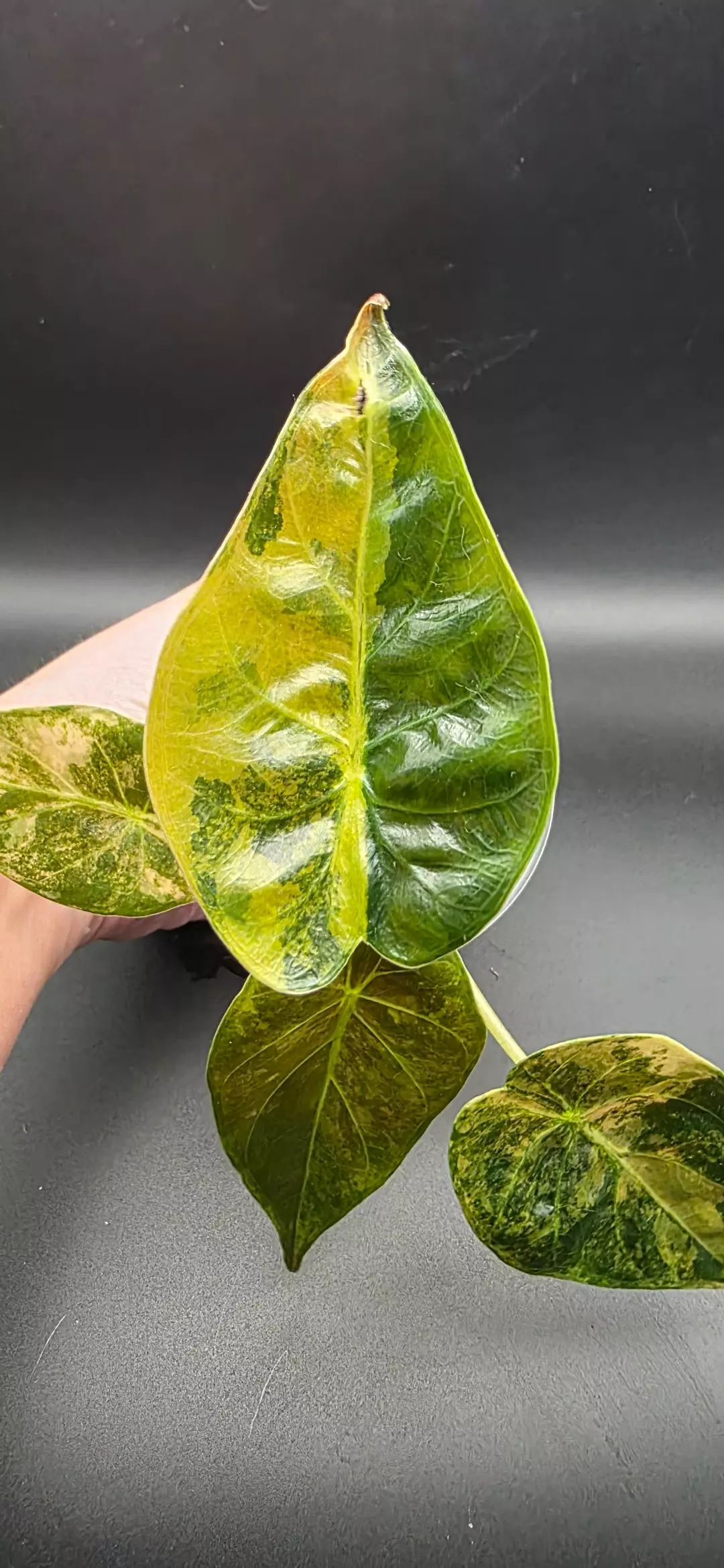 Alocasia Uhinkii Gold / Wentii Gold thumbnail