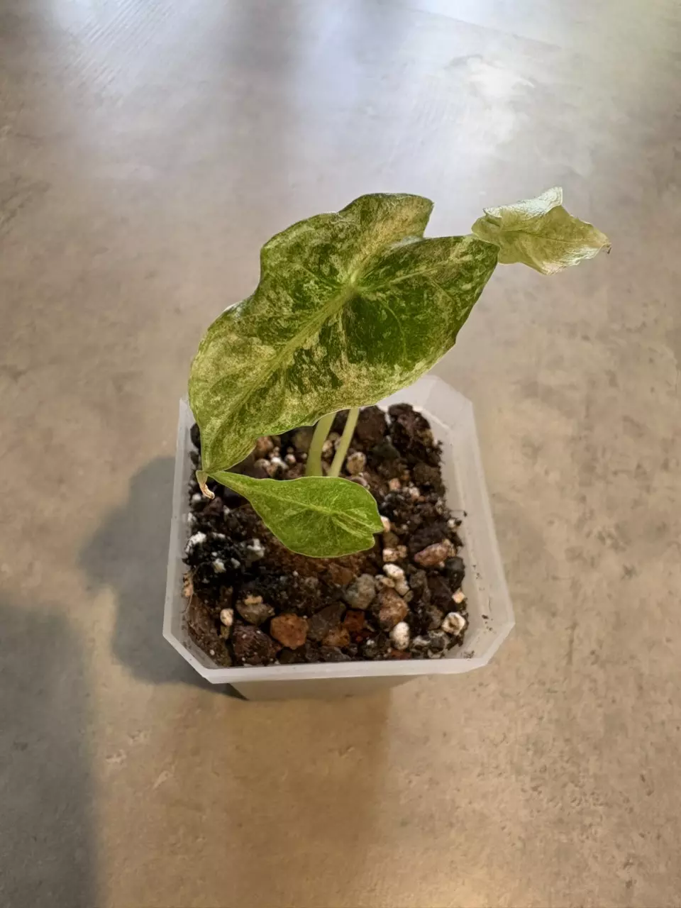 Alocasia Black Satun Stardust thumbnail