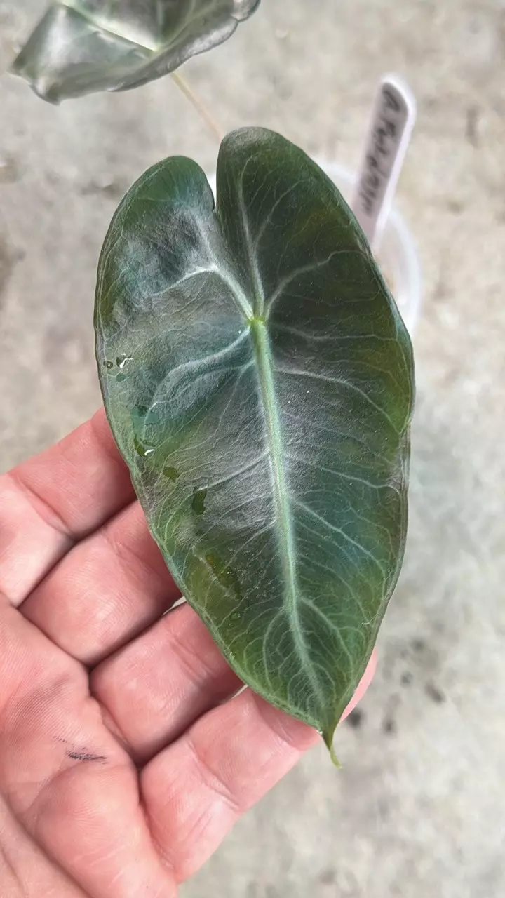 Alocasia pink dragon thumbnail