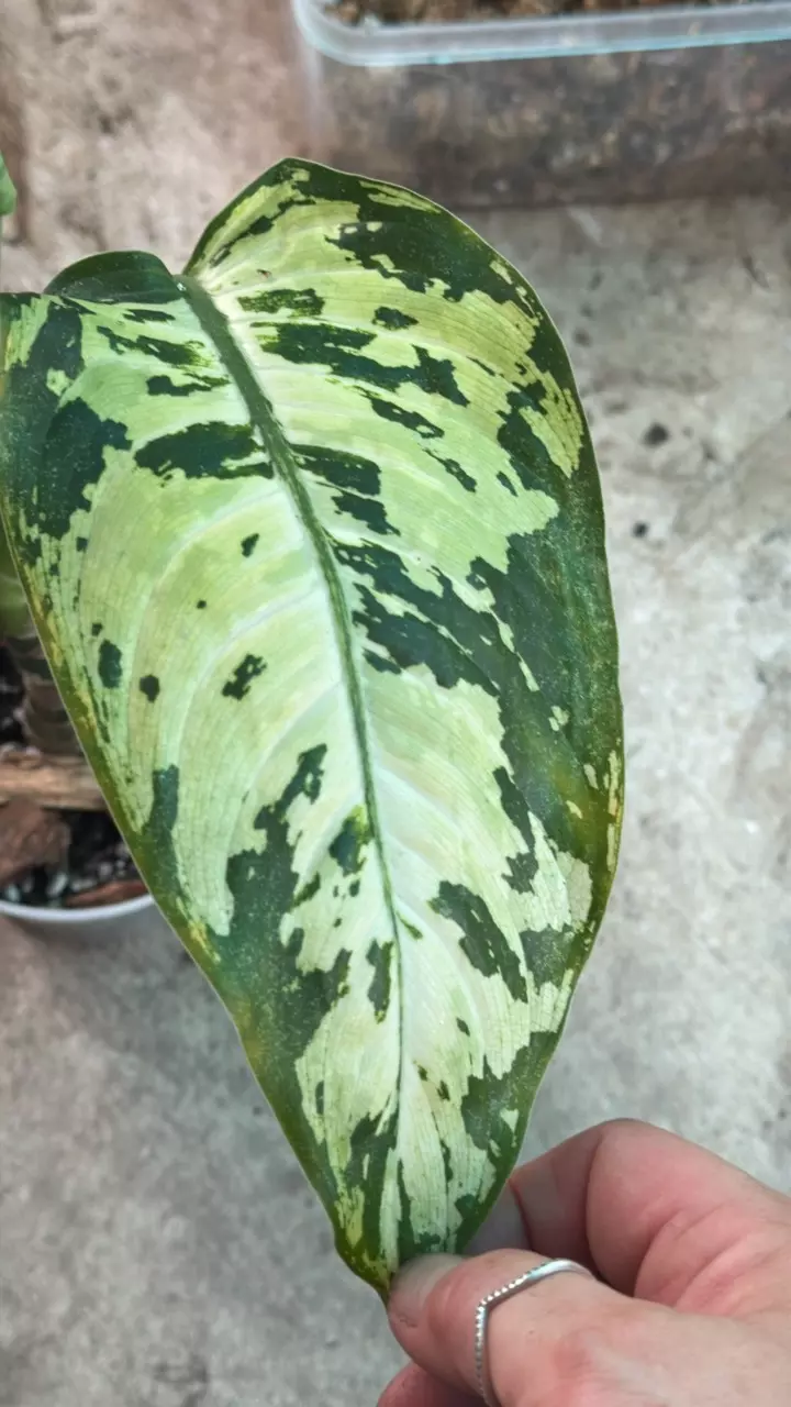 Diffenbachia Reflector thumbnail