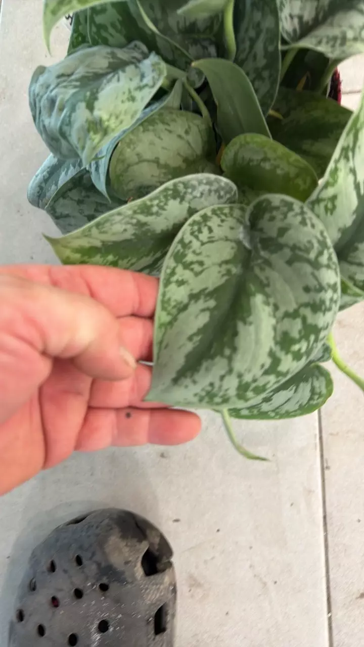 Scinapsus Exotica thumbnail