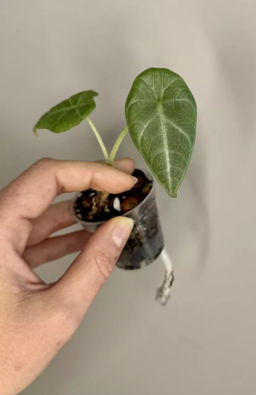 Alocasia Maharani Aurea thumbnail