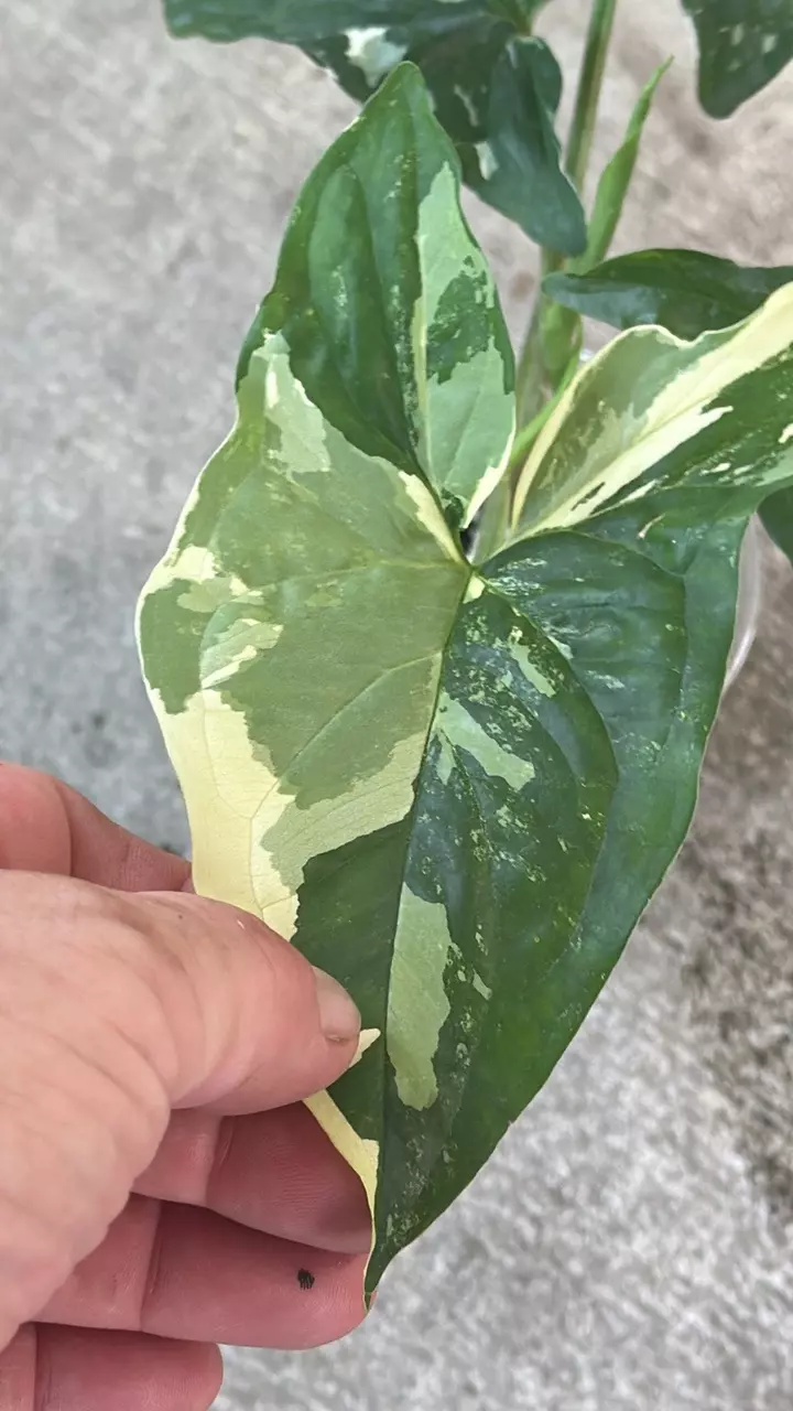 Syngonium Albo thumbnail