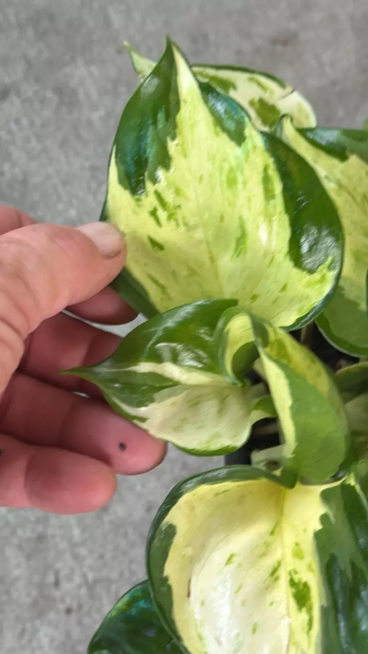 Pothos manjula thumbnail