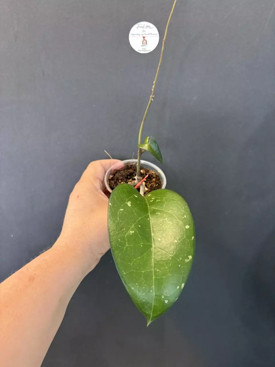 Hoya Fuscomarginata thumbnail