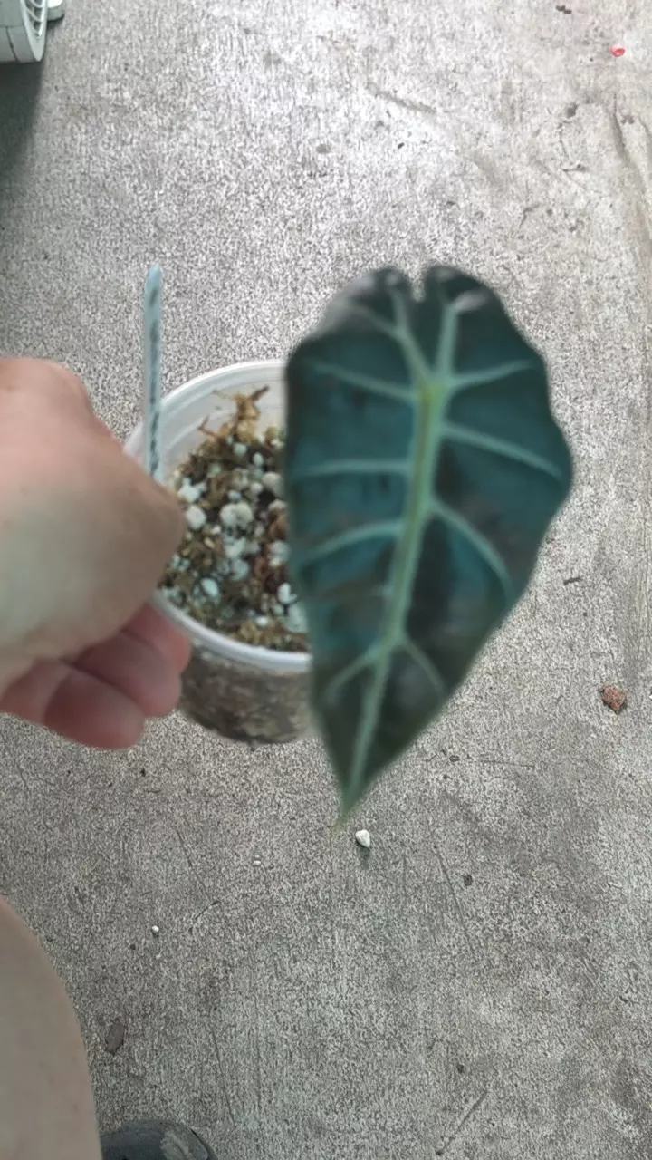Alocasia African Mask thumbnail