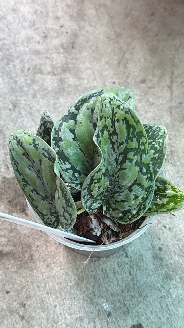 Scinapsus Tricolor thumbnail