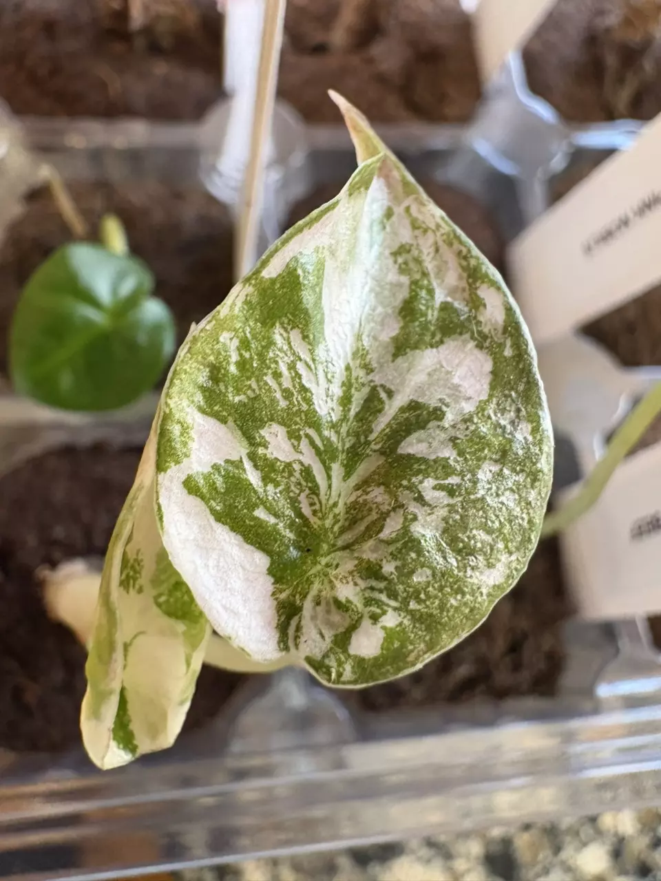 Alocasia Pink Cuprea thumbnail