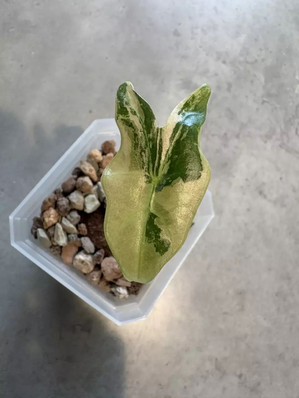 Alocasia Pink Nobilis thumbnail