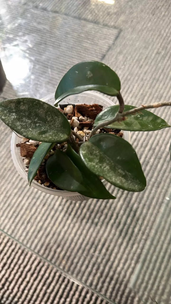 Hoya Carnosa Splash 4” (grower’s choice) thumbnail