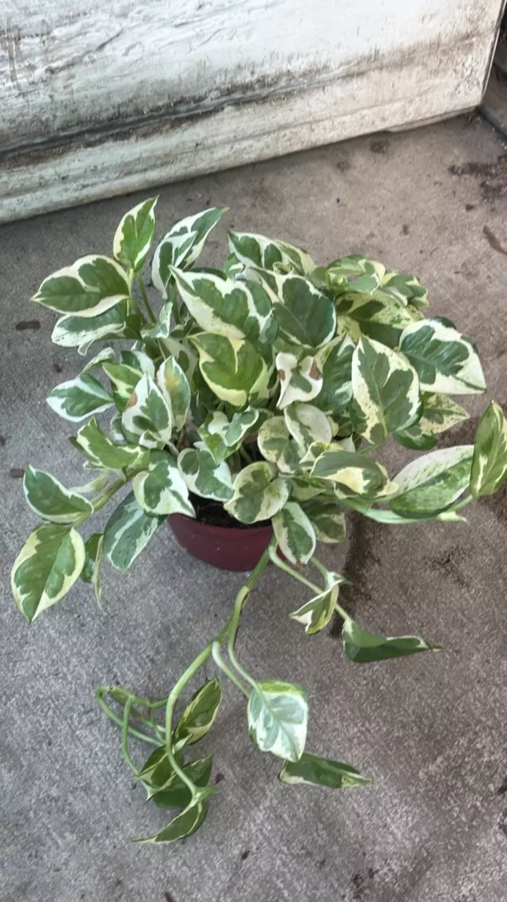 Pothos Pearls & Jade thumbnail