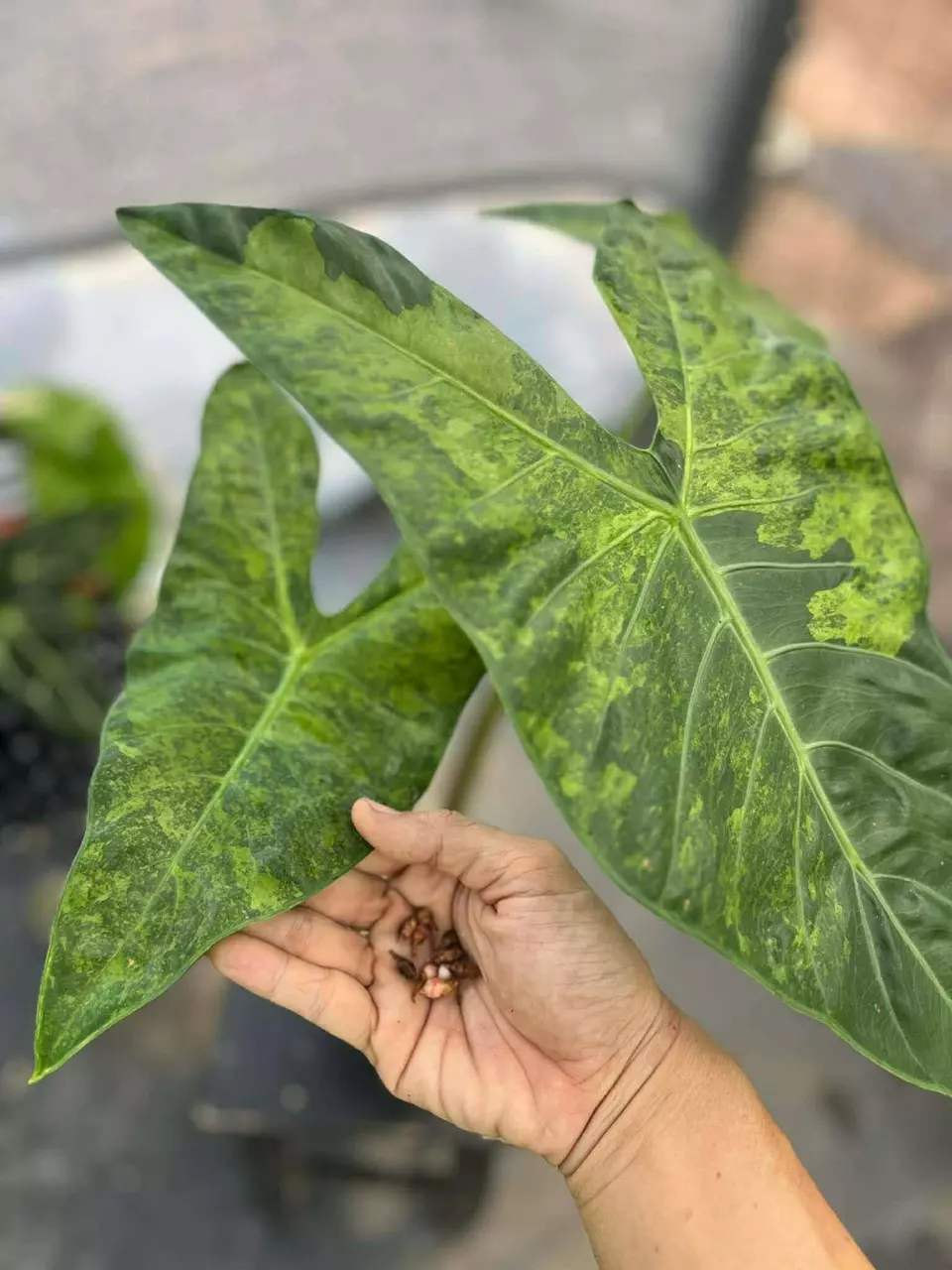 Alocasia Longiloba x Pink Dragon Aurea corm thumbnail