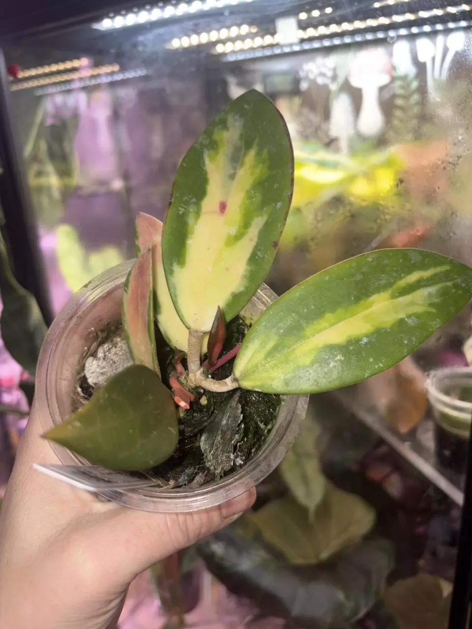 Hoya Acuta Inner Variegated thumbnail