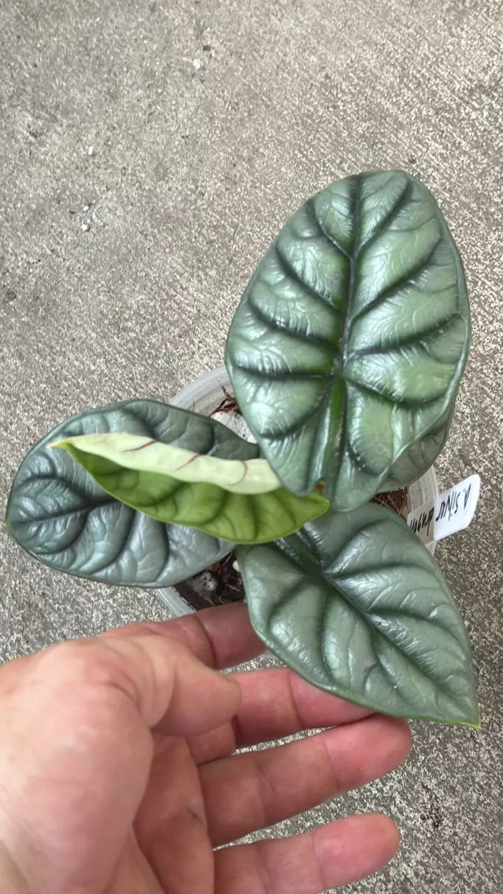 Alocasia Silver Dragon thumbnail