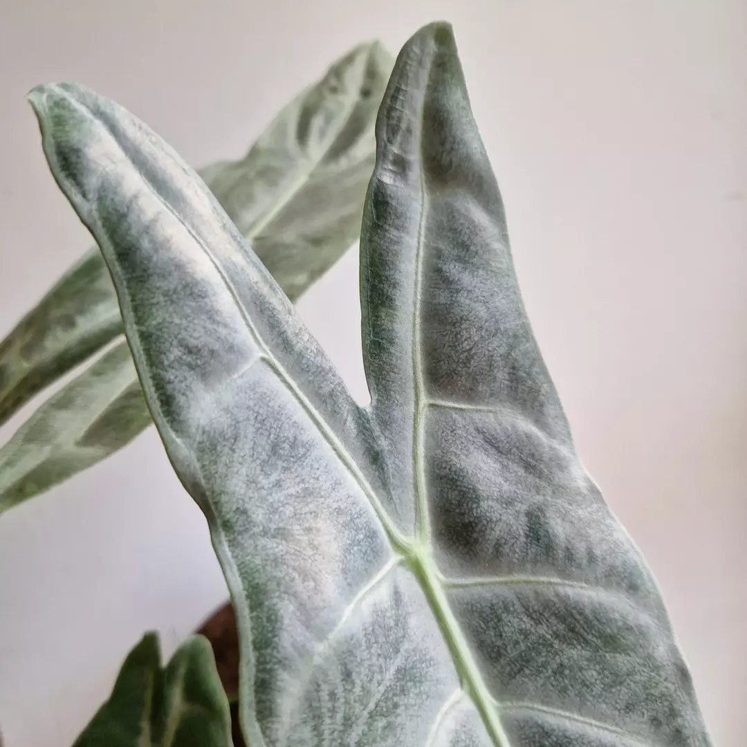 Alocasia longilobia Silver thumbnail