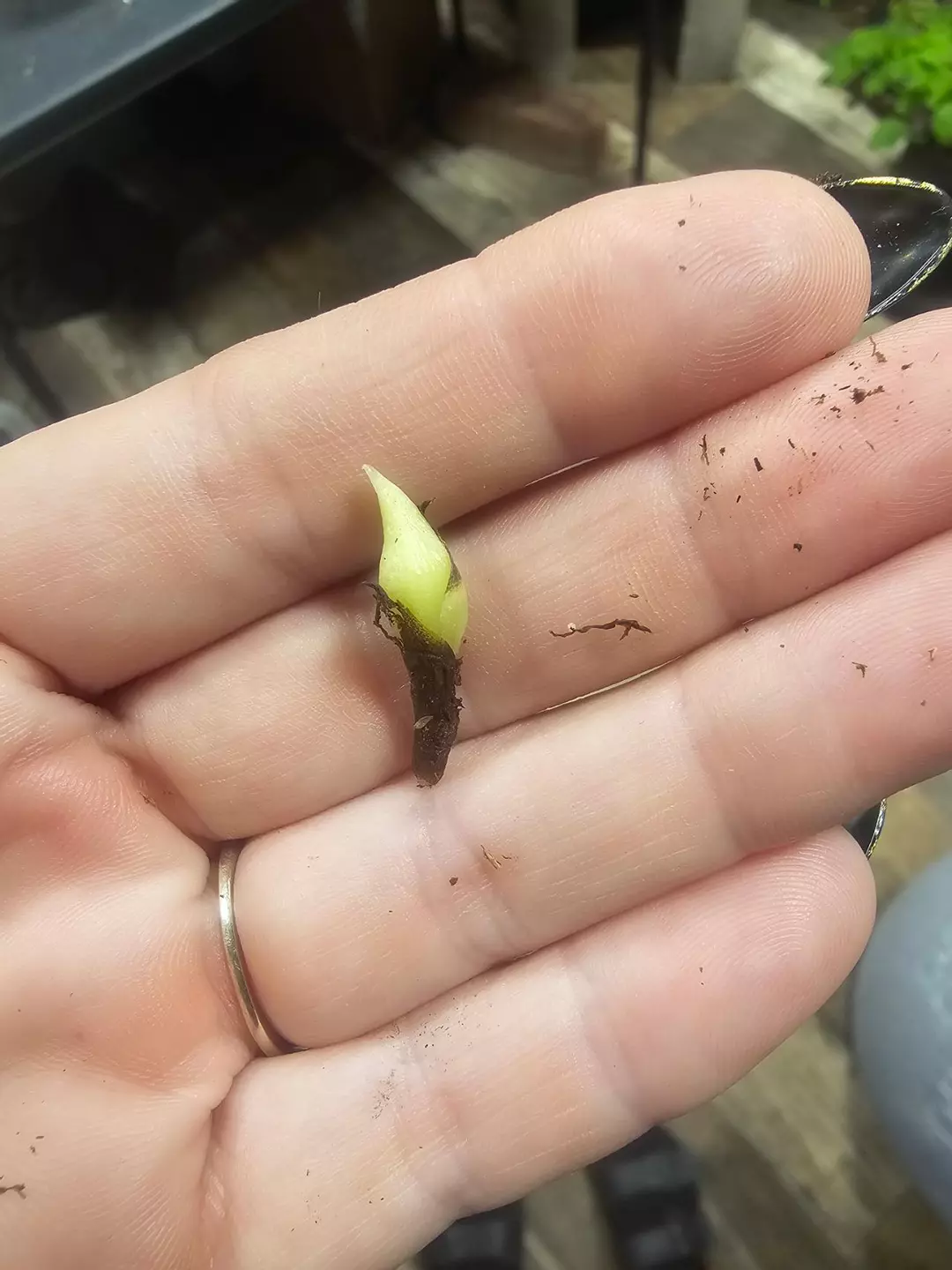 Alocasia melo corm thumbnail