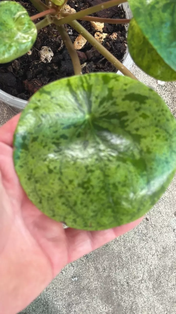 Peperomia Pilea Variegated Mojito thumbnail