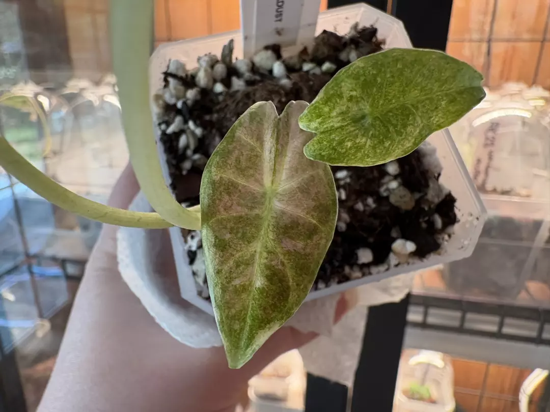 Alocasia Black Satun Stardust thumbnail