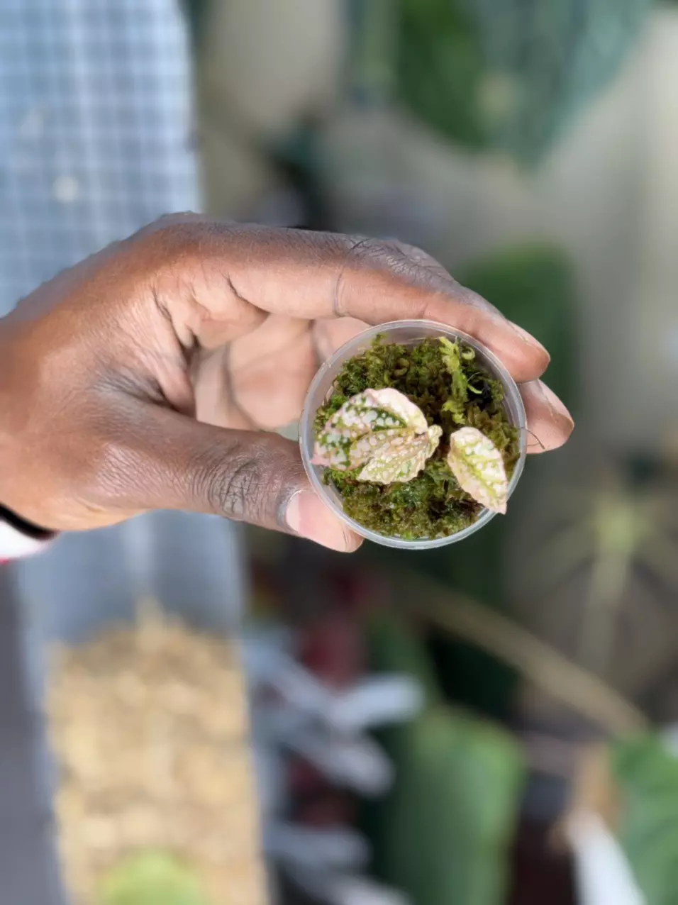 Variegated Snow Capped Begonia thumbnail