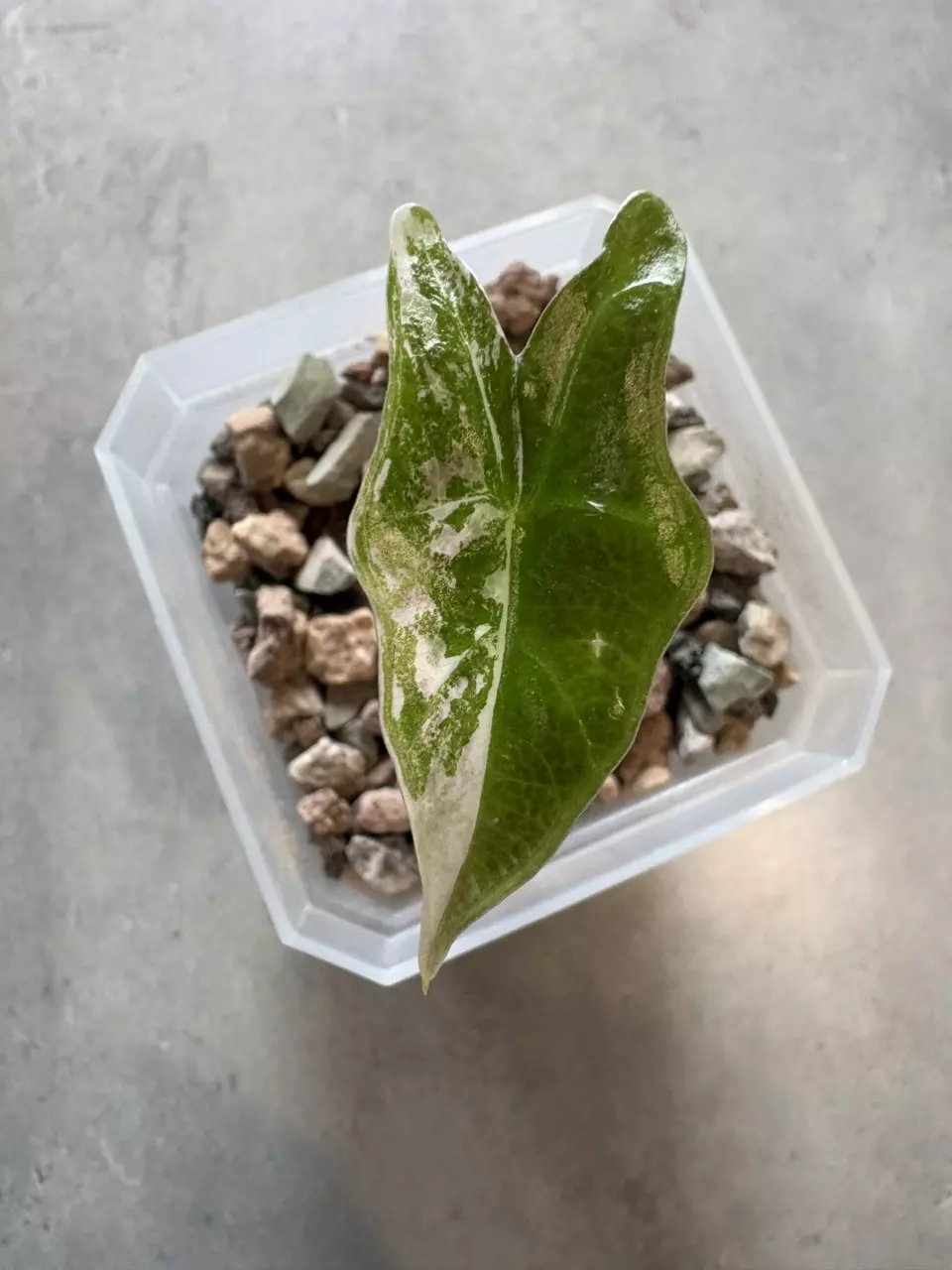 Alocasia Pink Nobilis thumbnail