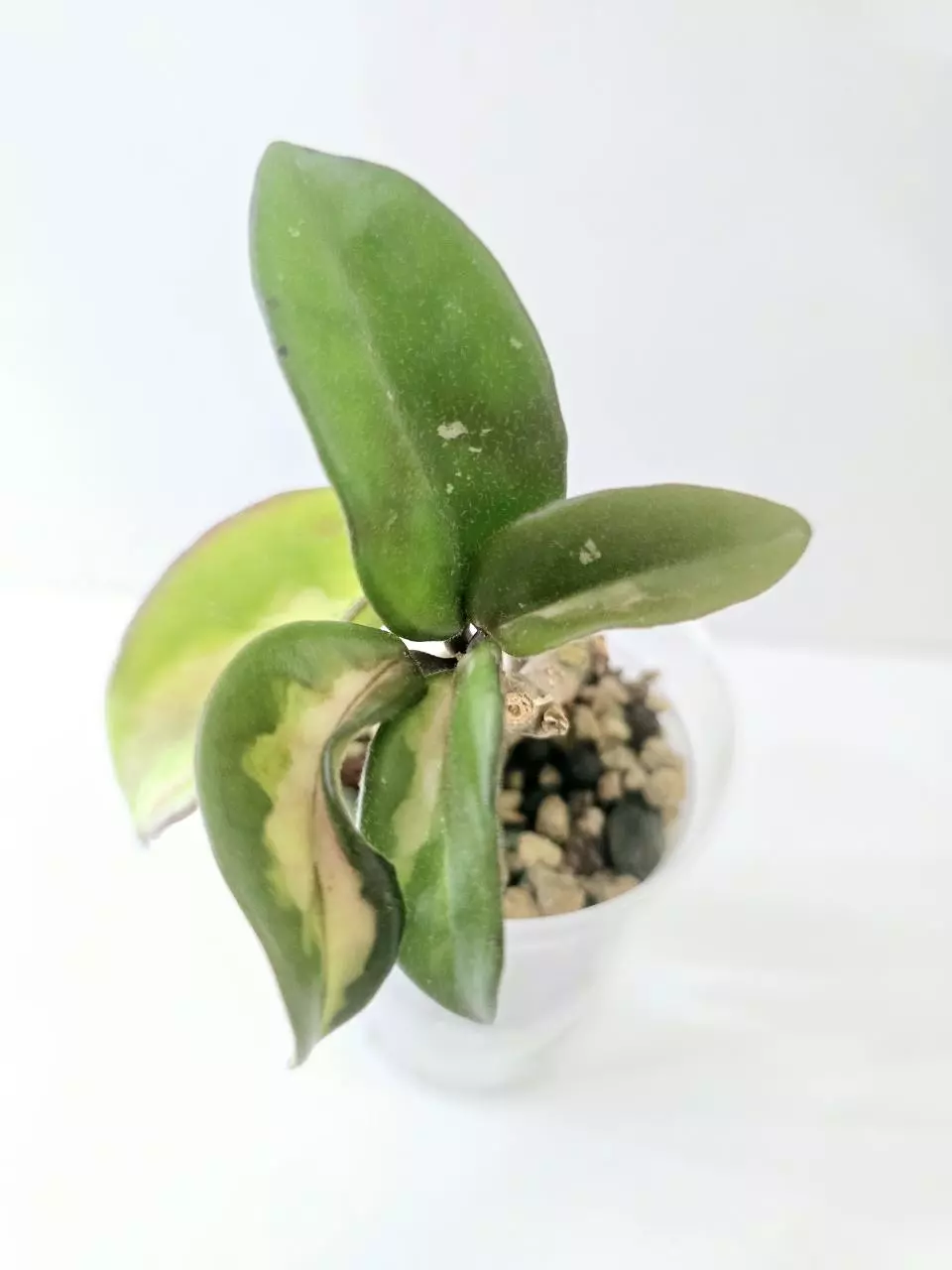 Hoya Carnosa Marlea thumbnail