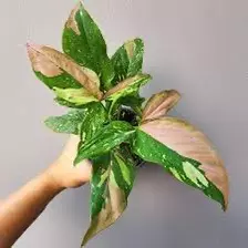 Syngonium Red Spot Tricolor thumbnail