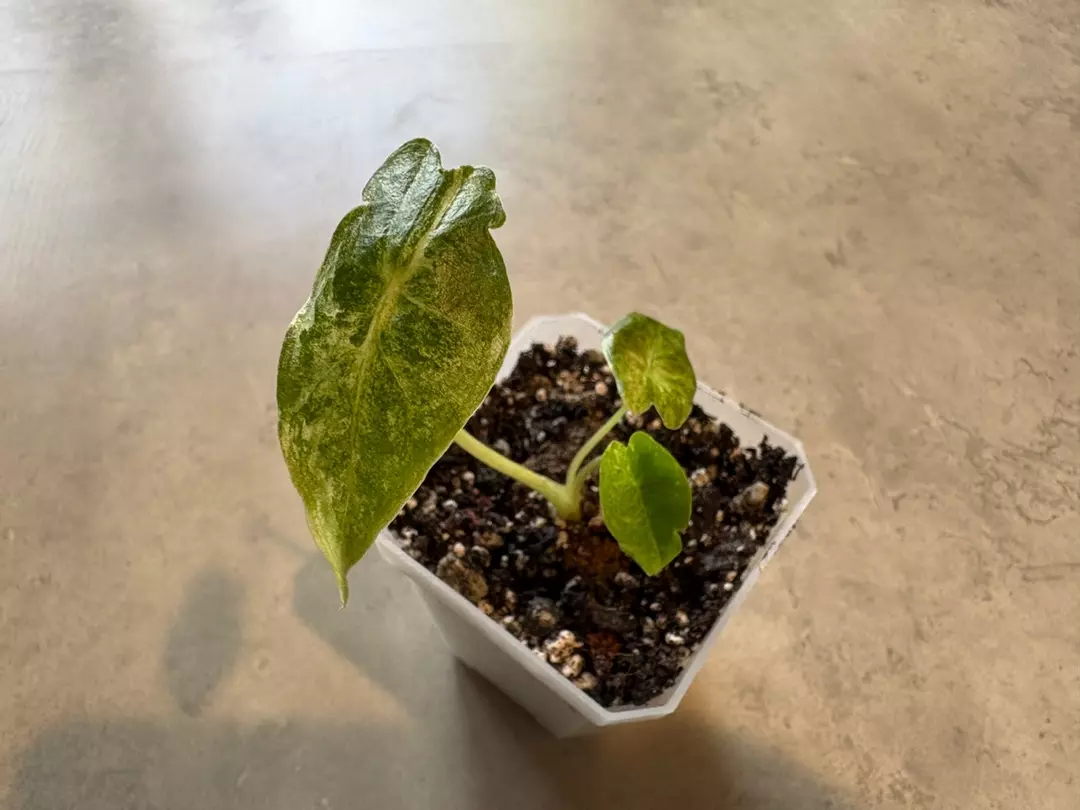 Alocasia Black Satun Stardust thumbnail