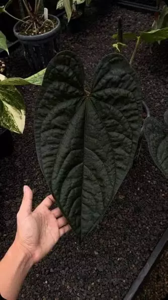 Anthurium Black Magic thumbnail
