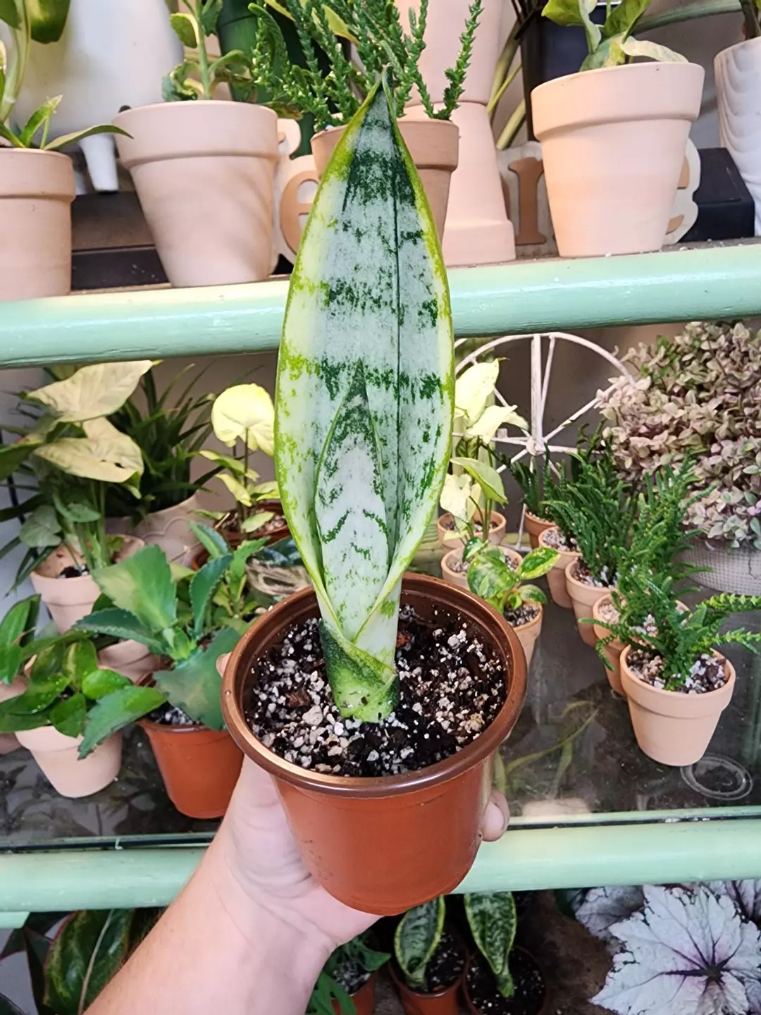 Snake plant thumbnail