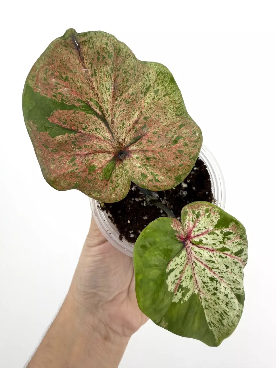 Rare!  Caladium Thai Hybrid Plant # 655 thumbnail