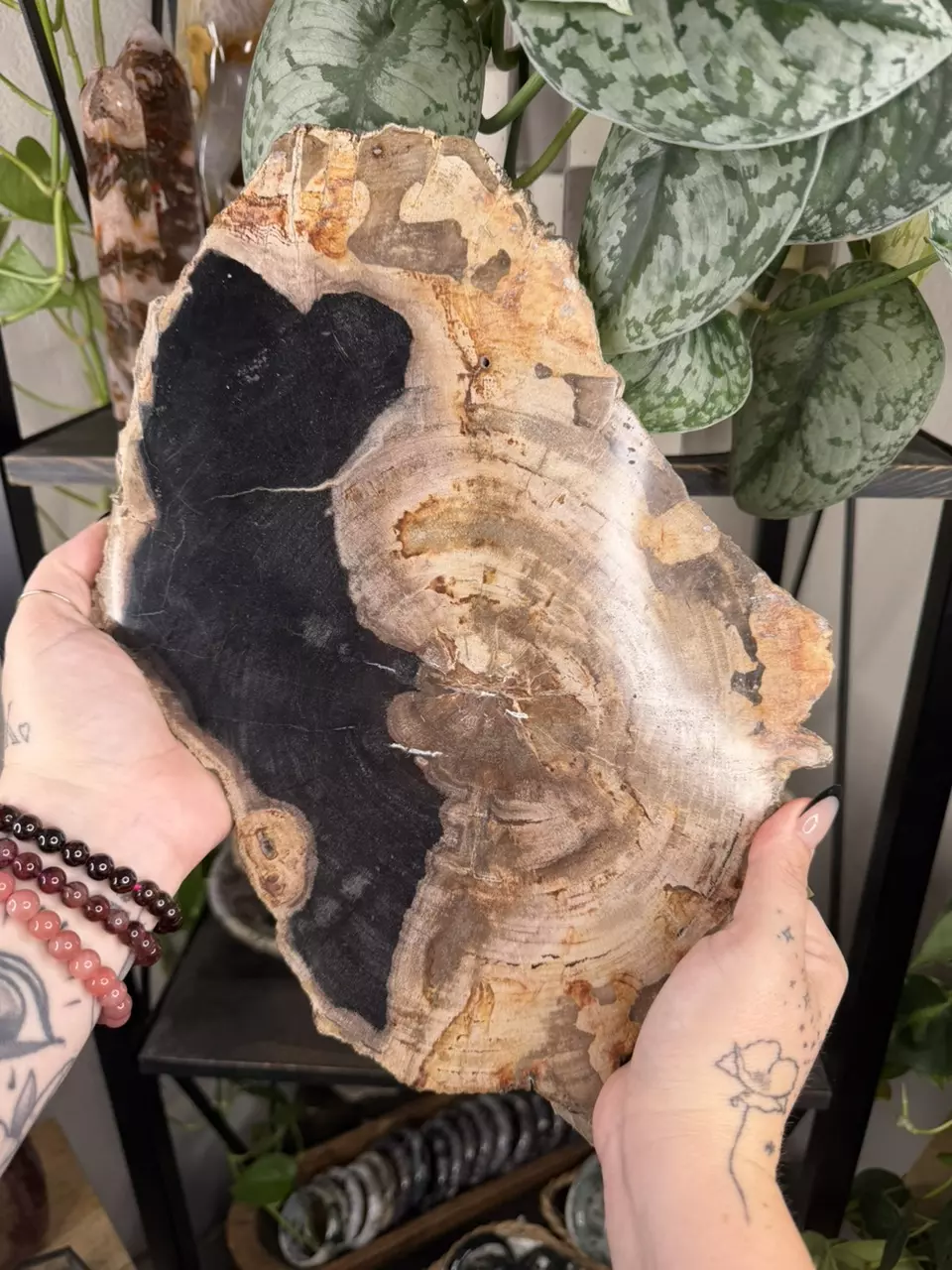 Petrified wood slab thumbnail
