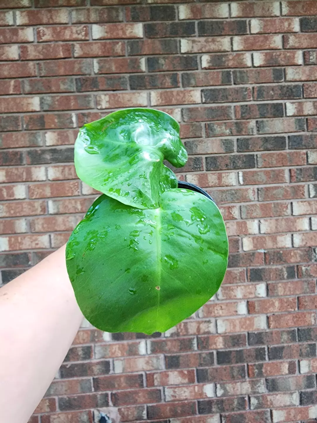 Monstera Deliciosa thumbnail