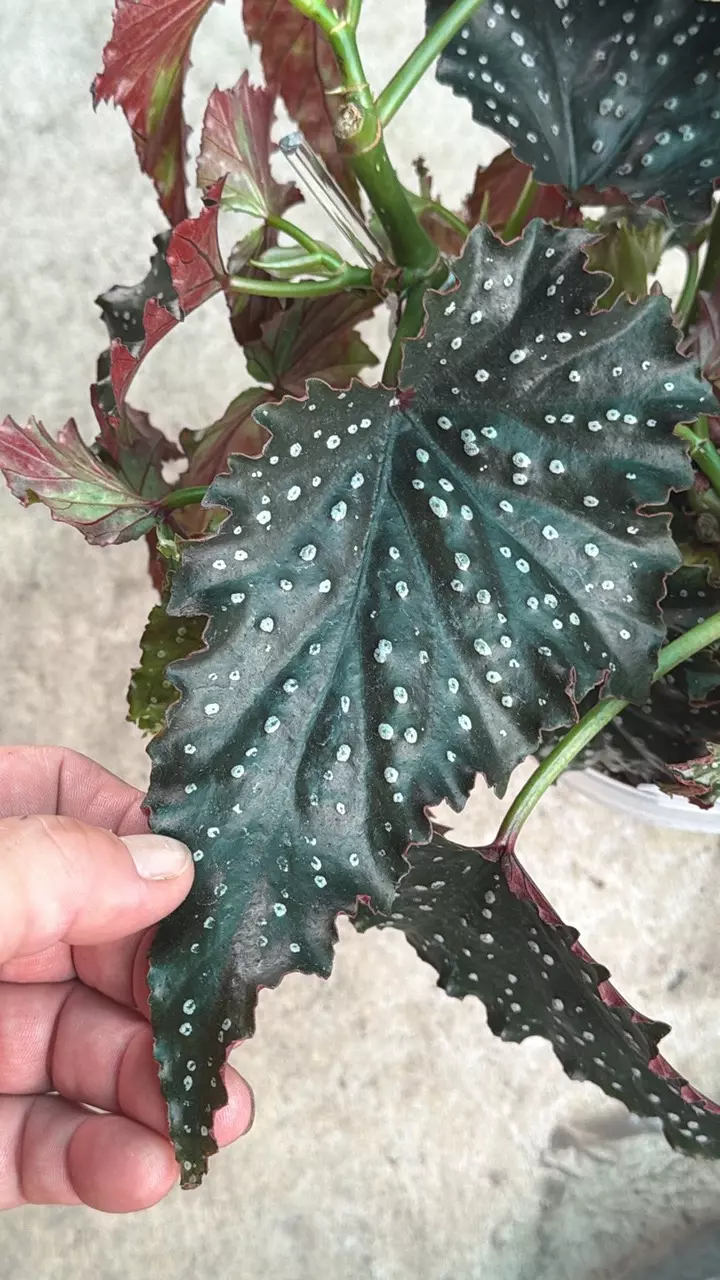 Begonia Fannie Moser thumbnail