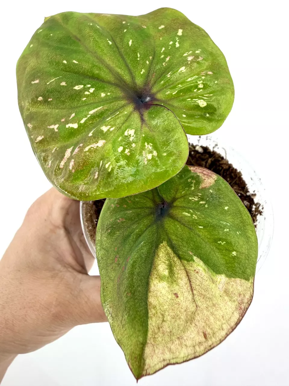 Rare!  Caladium Thai Hybrid Plant # 657 thumbnail