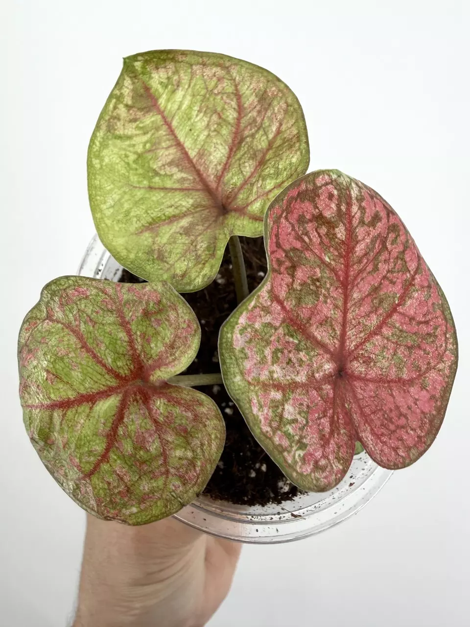 Rare!  Caladium Thai Hybrid Plant # 665 thumbnail
