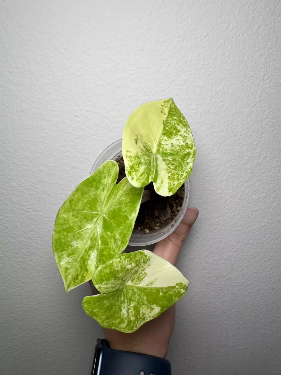 Variegated Alocasia Pink Dragon (Aurea) thumbnail