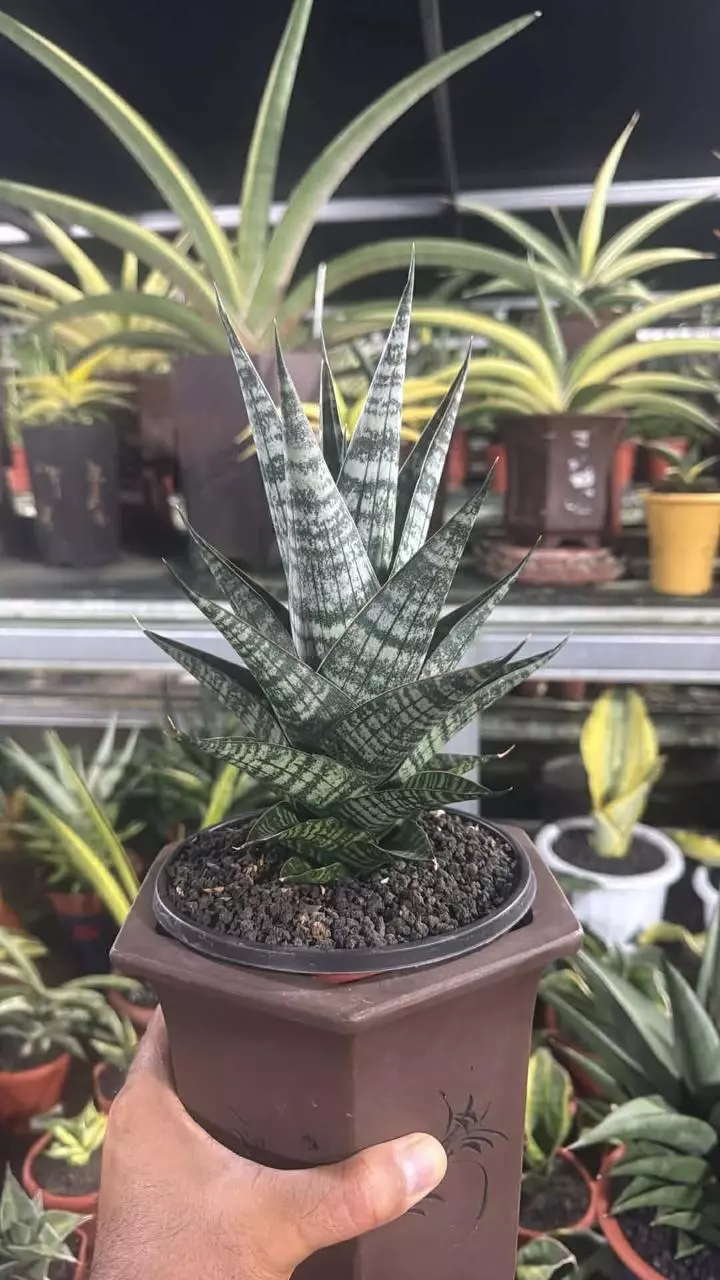 Sanseveria Ghania thumbnail