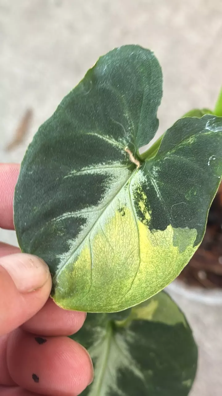 Syngonium Scrambled egg thumbnail