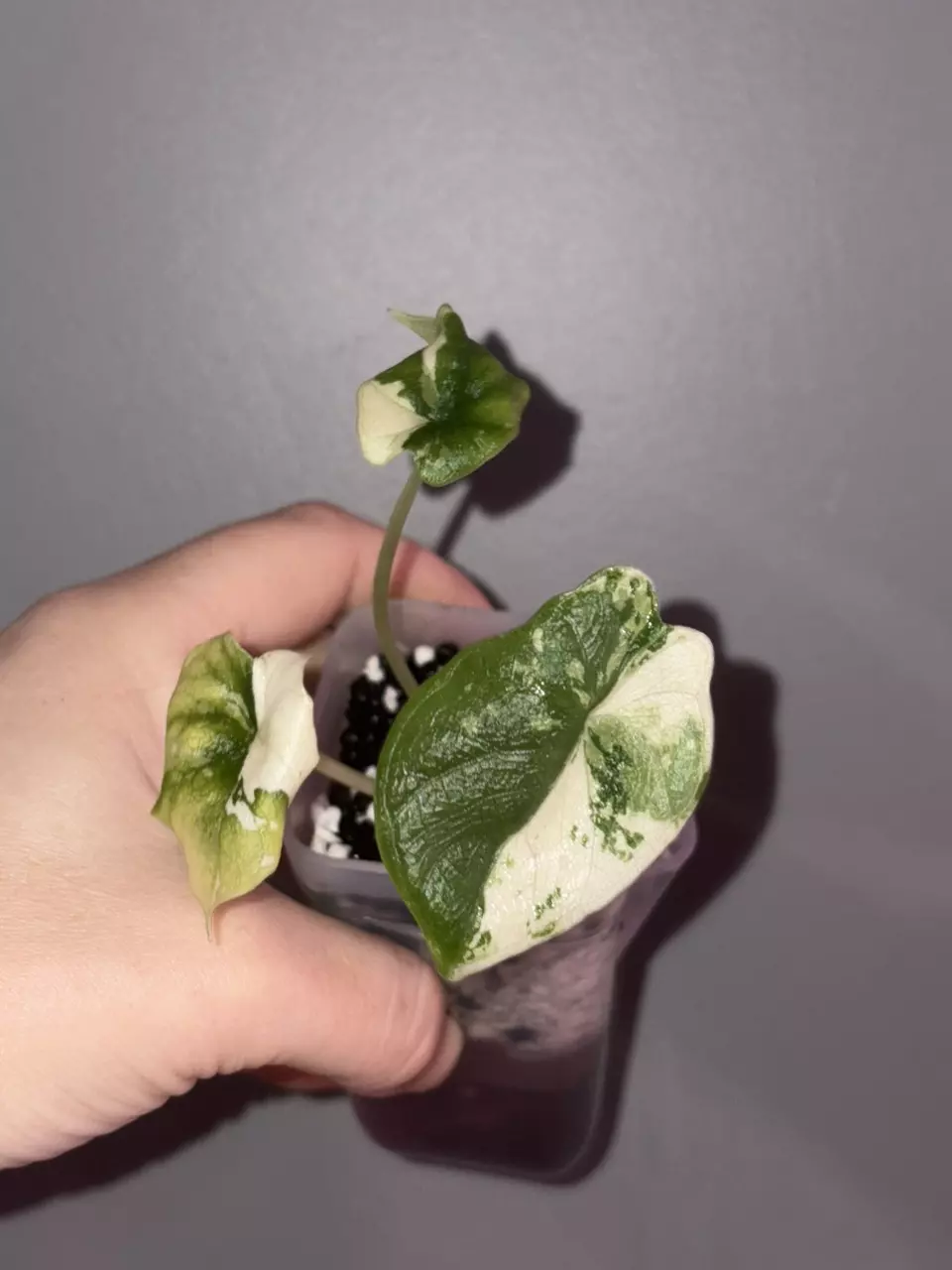Alocasia Melo Albo thumbnail