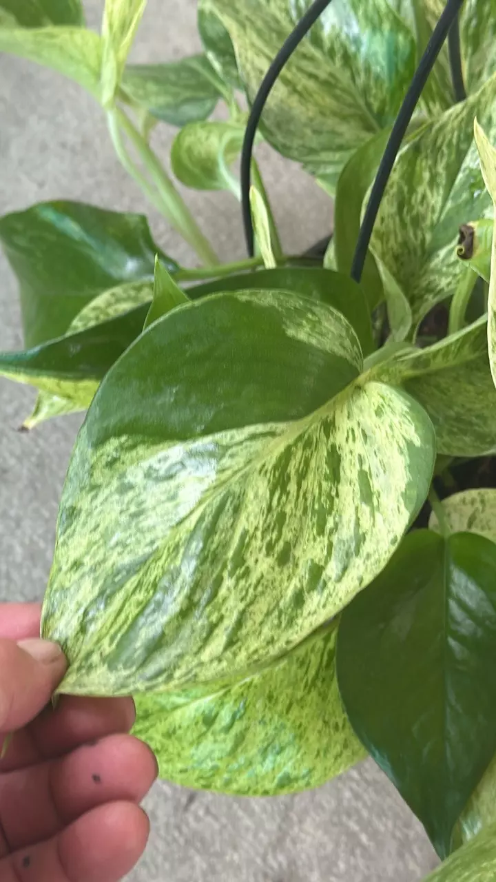 Pothos Marble Queen thumbnail