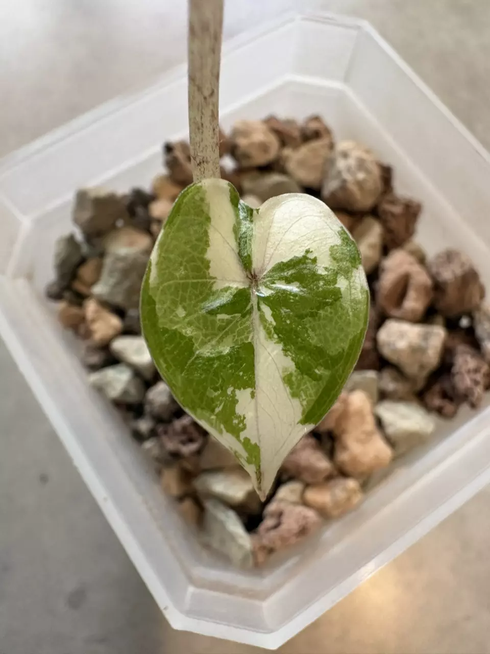 Alocasia Pink Yucatán Princess thumbnail