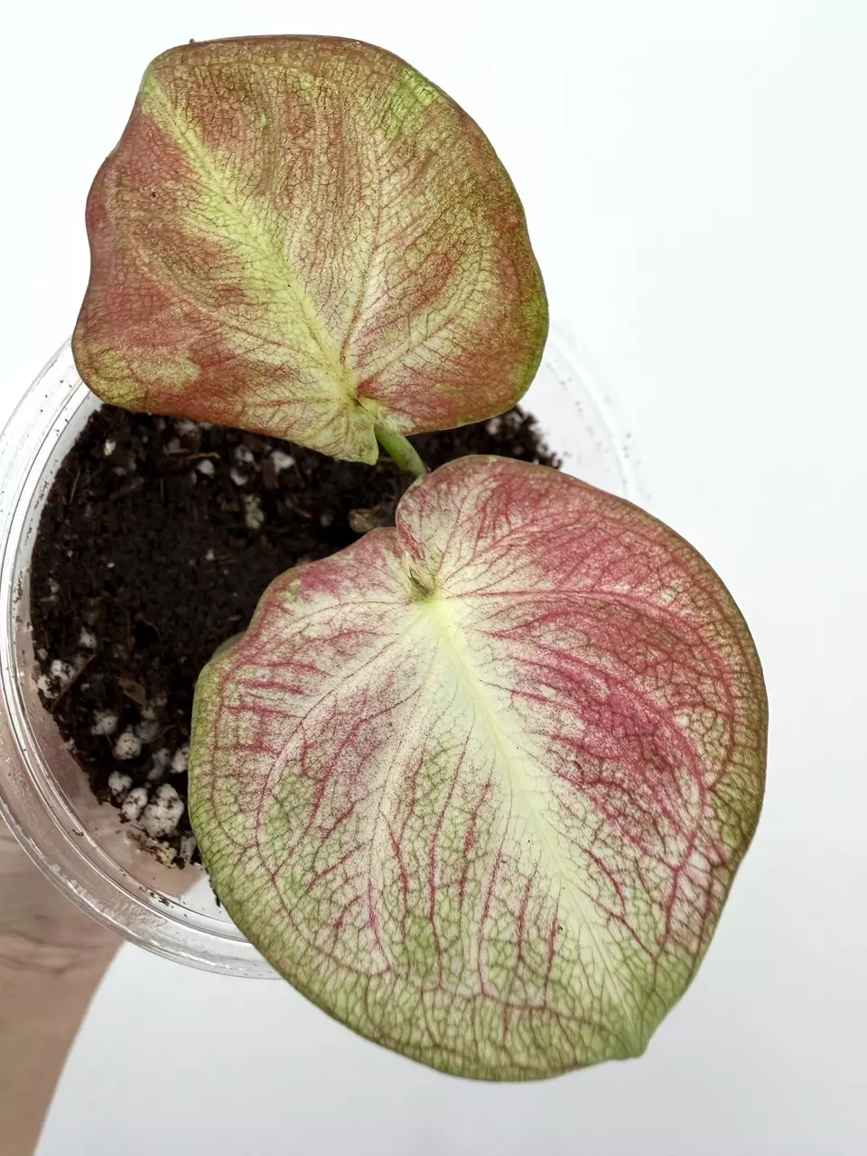 Rare!  Caladium Thai Hybrid Plant # 664 thumbnail