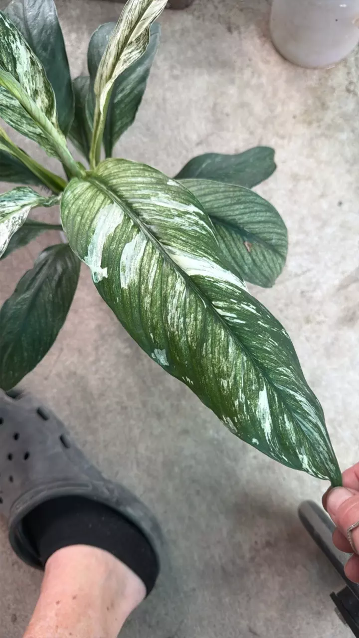Peace Lily Variegated “Sensation Mint” thumbnail