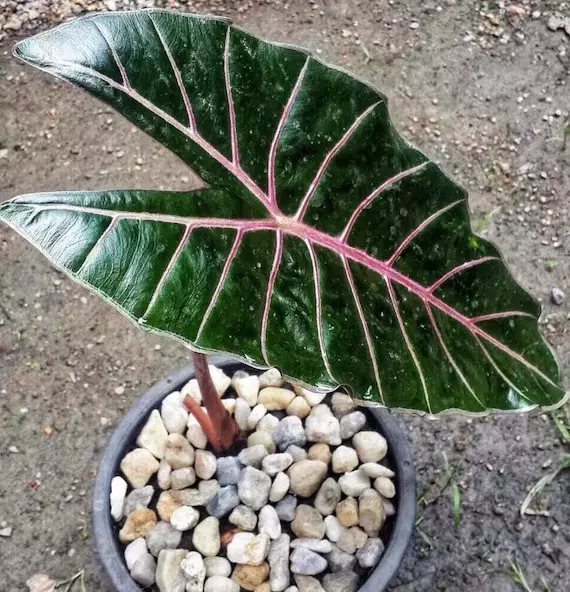 Alocasia Longilobia Red Vein thumbnail