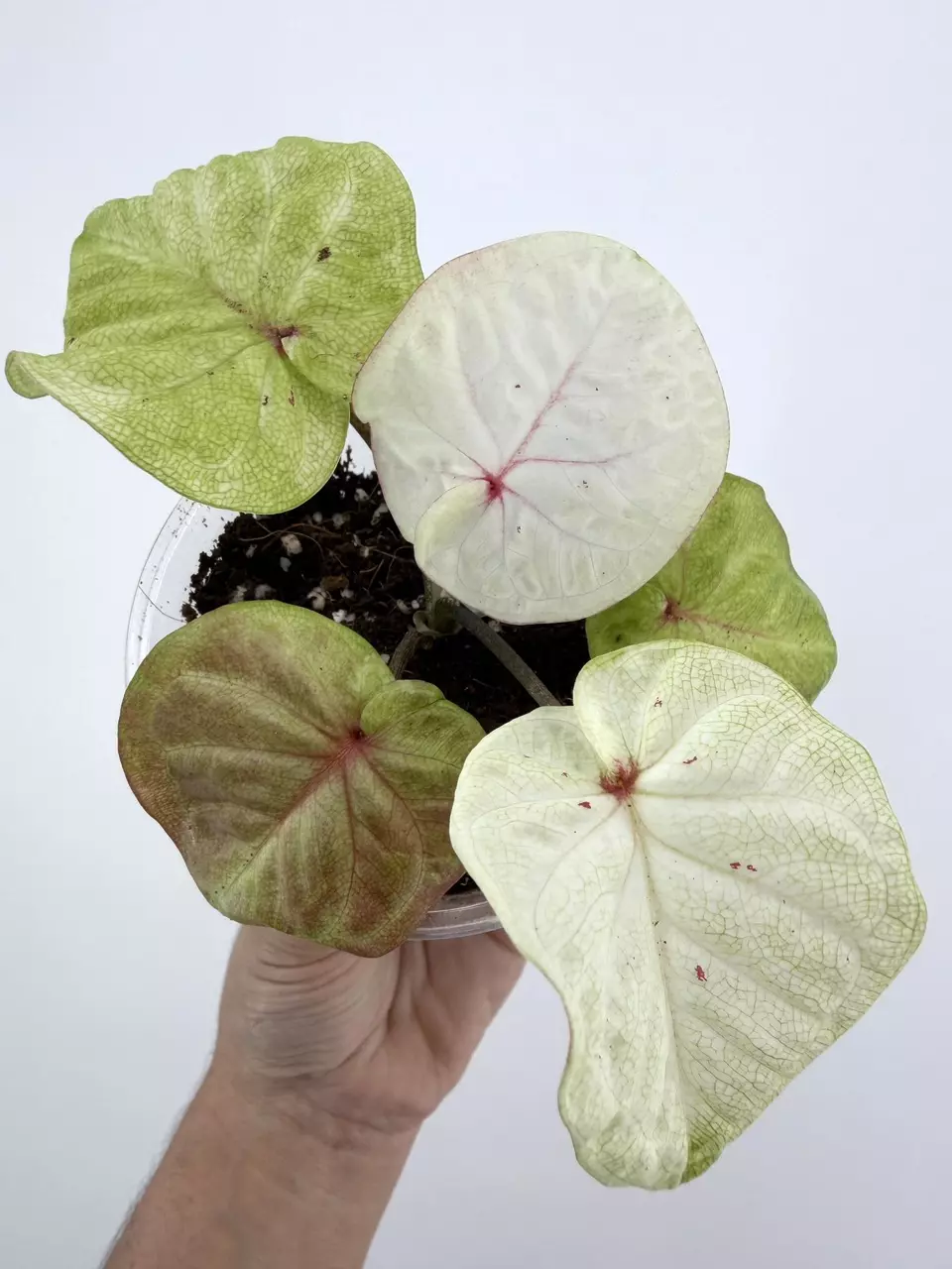 Rare!  Caladium Thai Hybrid Plant # 660 thumbnail