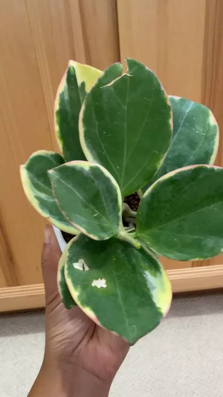 Hoya pachyclada albomarginata thumbnail