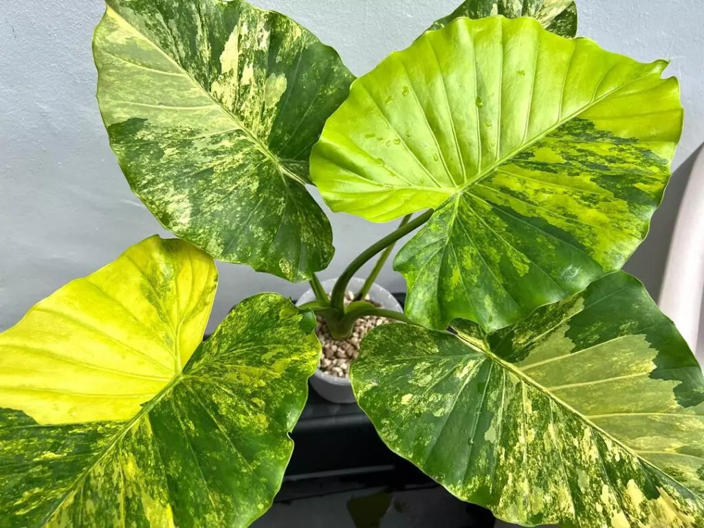 Alocasia Gigantia Aurea thumbnail